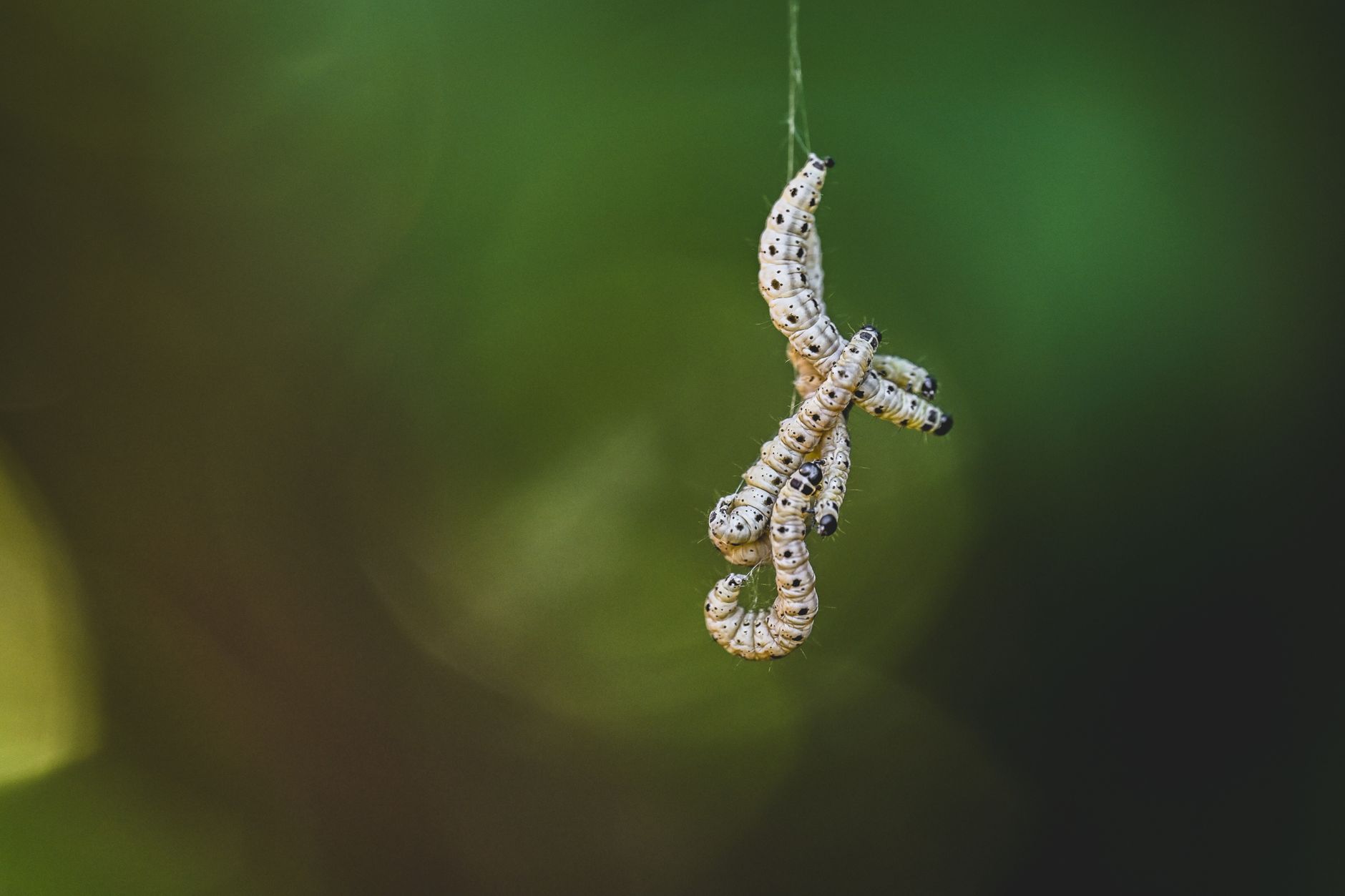 Worms Navigate Paths: What’s the Best Proven Method?